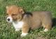 Welsh Corgi Puppies for sale in Dallas, TX, USA. price: NA