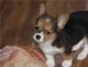 Welsh Corgi Puppies for sale in San Francisco, CA, USA. price: NA