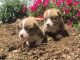 Welsh Corgi Puppies for sale in Alabama Ave, Paterson, NJ, USA. price: NA