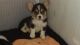 Welsh Corgi Puppies for sale in Corpus Christi, TX 78401, USA. price: NA