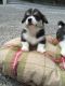 Welsh Corgi Puppies for sale in Addison, TX 75001, USA. price: NA