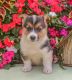 Welsh Corgi Puppies for sale in Las Vegas, NV, USA. price: NA