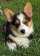 Welsh Corgi Puppies for sale in Independence, MO, USA. price: $650