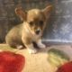 Welsh Corgi Puppies for sale in Canton, OH, USA. price: NA