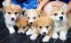 Welsh Corgi Puppies for sale in Phoenix, AZ, USA. price: NA
