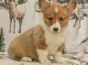 Welsh Corgi Puppies for sale in New York, NY 10013, USA. price: NA