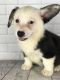 Welsh Corgi Puppies for sale in Chicago, IL, USA. price: NA
