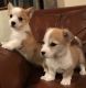 Welsh Corgi Puppies for sale in Newark, NJ, USA. price: NA