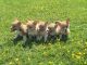Welsh Corgi Puppies for sale in Browns Summit, NC 27214, USA. price: NA