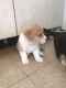Welsh Corgi Puppies for sale in Petaluma, CA 94953, USA. price: $600