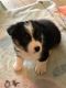 Welsh Corgi Puppies for sale in Coloma, MI 49038, USA. price: NA