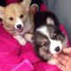 Welsh Corgi Puppies for sale in Idaho Springs, CO, USA. price: NA