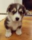 Welsh Corgi Puppies for sale in Jacksonville, FL, USA. price: $2,000