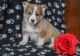Welsh Corgi Puppies for sale in California St, San Francisco, CA, USA. price: NA