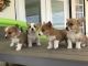 Welsh Corgi Puppies for sale in Raleigh, NC, USA. price: NA