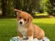 Welsh Corgi Puppies for sale in KY-146, Louisville, KY, USA. price: NA