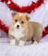 Welsh Corgi Puppies for sale in NC-54, Durham, NC, USA. price: NA