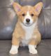 Welsh Corgi Puppies for sale in Cleveland, OH, USA. price: NA