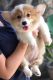 Welsh Corgi Puppies for sale in Charlotte, NC, USA. price: NA