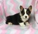 Welsh Corgi Puppies for sale in North Beach Boulevard, North Myrtle Beach, SC 29582, USA. price: $500