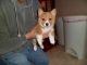 Welsh Corgi Puppies for sale in Columbus, OH, USA. price: NA