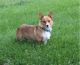 Welsh Corgi Puppies for sale in Woodman, WI, USA. price: NA