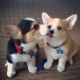 Welsh Corgi Puppies for sale in San Francisco, CA 94102, USA. price: NA
