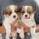 Welsh Corgi Puppies for sale in Washington, DC, USA. price: NA