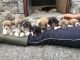 Welsh Corgi Puppies for sale in Abiquiu, NM 87510, USA. price: NA
