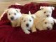Welsh Corgi Puppies for sale in Anchorage, AK, USA. price: NA