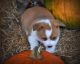 Welsh Corgi Puppies for sale in New York, NY, USA. price: NA