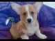 Welsh Corgi Puppies for sale in Clermont, FL 34711, USA. price: $500