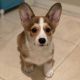 Welsh Corgi Puppies for sale in San Francisco, CA, USA. price: $950