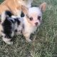 Welsh Corgi Puppies for sale in MD-355, Frederick, MD, USA. price: NA