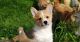 Welsh Corgi Puppies for sale in Jacksonville, FL, USA. price: $700