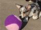 Welsh Corgi Puppies for sale in Oregon City, OR 97045, USA. price: $640
