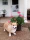 Welsh Corgi Puppies for sale in Cub Run, KY 42729, USA. price: NA