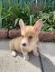 Welsh Corgi Puppies for sale in Los Angeles, CA, USA. price: NA