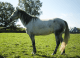 Welsh Pony Horses for sale in Pine Bush, NY 12566, USA. price: NA