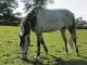 Welsh Pony Horses