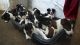 Welsh Sheepdog Puppies for sale in Montgomery, AL, USA. price: NA