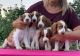 Welsh Springer Spaniel Puppies for sale in Albany, NY, USA. price: NA