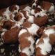 Welsh Springer Spaniel Puppies for sale in Escondido, CA, USA. price: NA