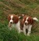 Welsh Springer Spaniel Puppies for sale in Stamford, CT, USA. price: NA