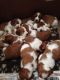 Welsh Springer Spaniel Puppies for sale in Pleasantville, PA 16341, USA. price: NA
