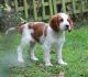 Welsh Springer Spaniel Puppies for sale in Washington, DC, USA. price: NA