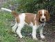 Welsh Springer Spaniel Puppies for sale in Beaver Creek, CO 81620, USA. price: $600