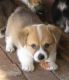 Welsh Springer Spaniel Puppies for sale in Berkeley, CA, USA. price: NA