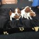 Welsh Springer Spaniel Puppies for sale in Carlsbad, CA, USA. price: NA