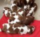 Welsh Springer Spaniel Puppies for sale in NJ-38, Cherry Hill, NJ 08002, USA. price: NA